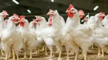 بكام الفراخ النهاردة؟.. مفاجأة جديدة في أسعار الدواجن اليوم الجمعة 24 أبريل 2026